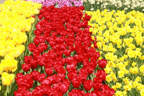 Tulipani Colorati Giardino — Foto Stock