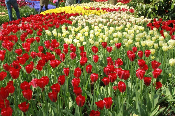 Tulipano Preso Keukenhof Paesi Bassi — Foto Stock