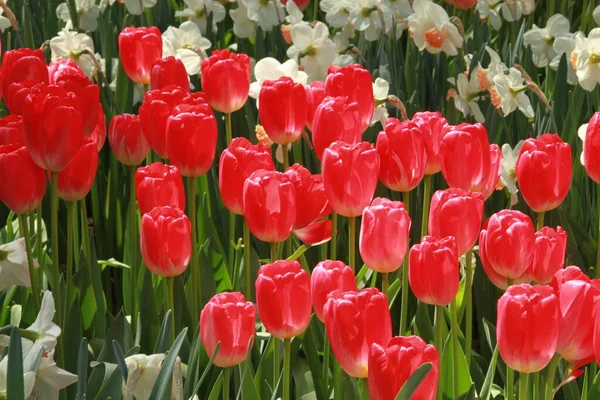 Tulip Preso Keukenhof Paesi Bassi — Foto Stock