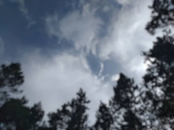 Verschwommener Abstrakter Hintergrund Von Kiefernwald Mit Blauem Himmel Für Kopierfläche — Stockfoto