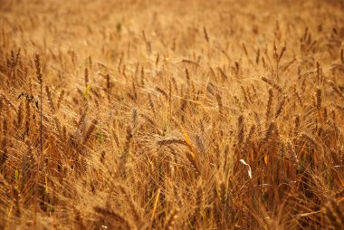 Yazın bulutlu bir günde Ukrayna buğday tarlası 