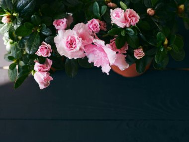 Açelya pembe çiçekleri bahar bayrağında çiçek açıyor.