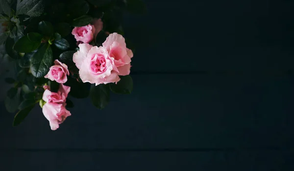 Αζαλέα Ροζ Λουλούδια Ανθισμένα Στο Ανοιξιάτικο Πανό — Φωτογραφία Αρχείου