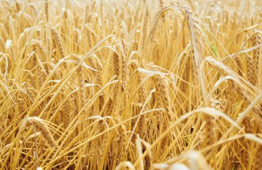 Yazın Ukrayna Çavdar Tarlası 