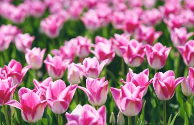 Açık havada inanılmaz pembe lale desenleri var. Doğa, çiçekler, bahar, bahçe konsepti