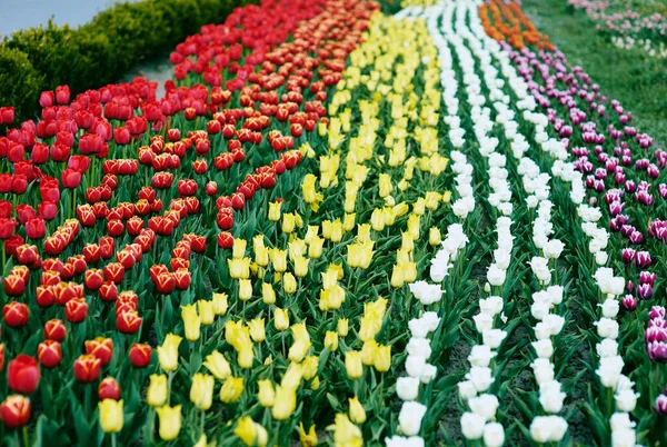 Increíble Patrón Tulipanes Coloridos Florecientes Aire Libre Naturaleza Flores Primavera — Foto de Stock