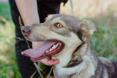 Büyük bir köpeğin kafasını sıvazlayan ellerin yakın çekimi. Arkadaşlık, destek, aşk konsepti
