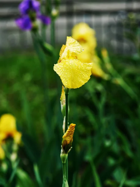 Gelbe Irisblüten Frühling — Stockfoto