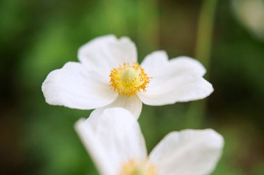 yeşil zemin üzerine Japon anemon