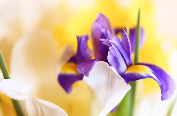 Iris Flower Blur Background — Stock Photo, Image