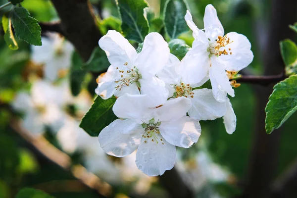 Άνθη Μήλων Την Άνοιξη — Φωτογραφία Αρχείου