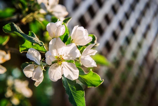 Άνθη Μήλων Την Άνοιξη — Φωτογραφία Αρχείου
