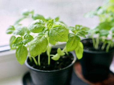 Balkondaki pencere pervazında fesleğen. Ev işleri, hobi, yemek, biyo-gıda konsepti.