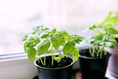 Balkondaki pencere pervazında fesleğen. Ev işleri, hobi, yemek, biyo-gıda konsepti.