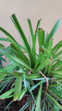 Bahçede yeşil yapraklar