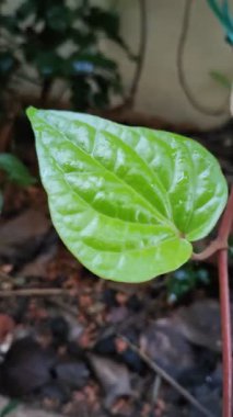 Güzel yaprakların yakın görüntüsü