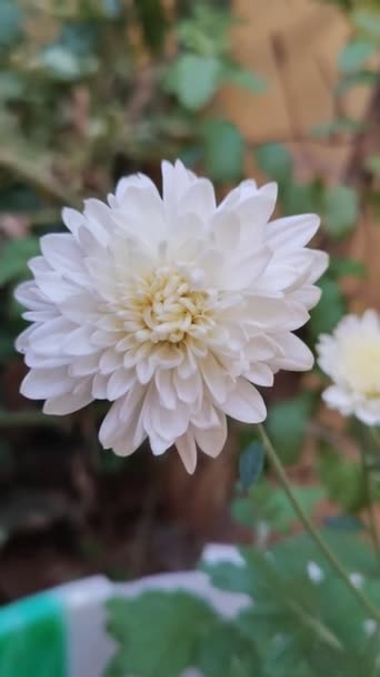 Chrysanthemenblüte Garten — Stockvideo