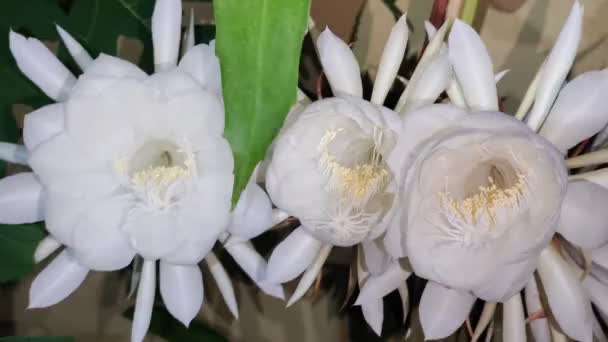 Królowa Nocnego Kwiatu Epiphyllym Oxypetalum — Wideo stockowe