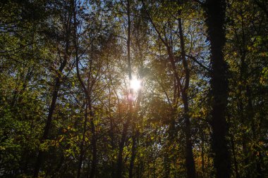 Ormandaki ağaçlar, sabahları güzel bir yaz manzarası..