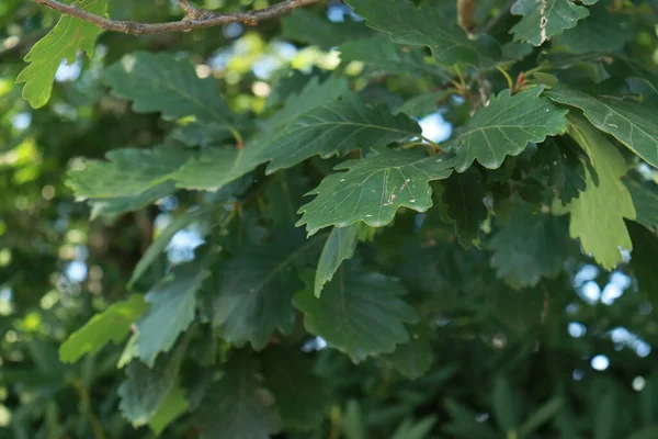 Close-up photo of the end of an oak tree branch with leaves. Close-up of oak leaves on a branch. Green leaves, oak, natural background, nature, tree, leaves, branches, summer.