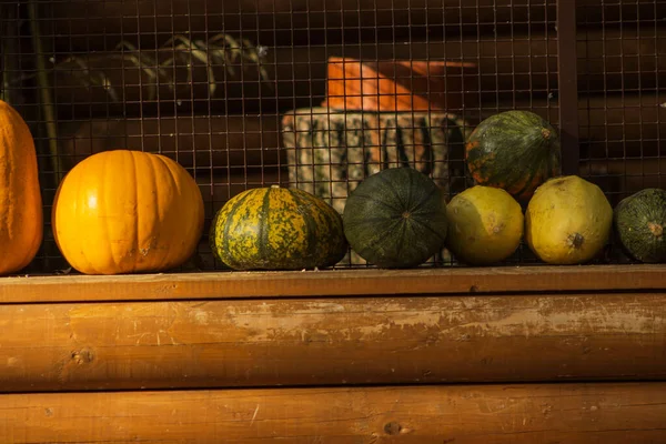 Typical autumn vegetables. Autumn season. Vegetable decorations and markets. Autumn vegetables as decoration. Orange color. Pumpkin, decoration, ornamental. Vegetables, healthy food, vegetarianism, vitamins.