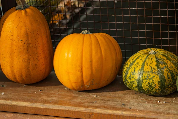 Typical autumn vegetables. Autumn season. Vegetable decorations and markets. Autumn vegetables as decoration. Orange color. Pumpkin, decoration, ornamental. Vegetables, healthy food, vegetarianism, vitamins.
