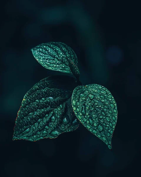 Leaf Drops — Stock Photo, Image