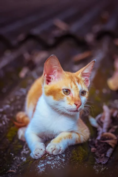 Katzenbaby Felis Catus — Stockfoto