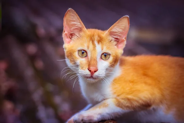 Кішка Felis Catus — стокове фото