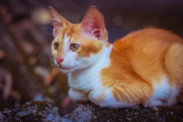 Félis Chat Bébé Felis Catus — Photo