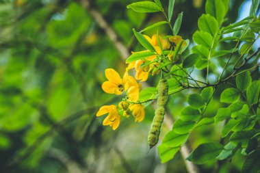 Senna Alexandrina, Mısırlı senna, Tinnevelly senna, Doğu Hint senna veya Fransız sn de la palth olarak da bilinir.