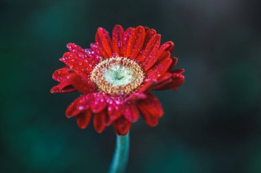 Transvaal dais 'de su damlaları (Gerbera L.), Asteraceae familyasından bir bitki cinsidir.