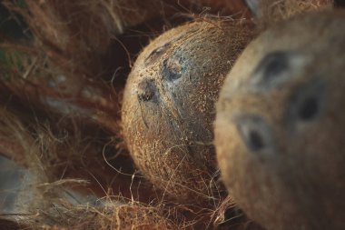 Hindistan cevizi kabuğu ve Exocarp-124, Hindistan cevizi palmiyesinin yenilebilir meyvesi (Cocos nucifera), palmiye ailesinden bir ağaçtır. Hindistan cevizi eti çok yağlıdır ve kurutulabilir ya da yenebilir.