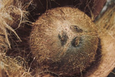 Hindistan cevizi kabuğu ve Exocarp-124, Hindistan cevizi palmiyesinin yenilebilir meyvesi (Cocos nucifera), palmiye ailesinden bir ağaçtır. Hindistan cevizi eti çok yağlıdır ve kurutulabilir ya da yenebilir.