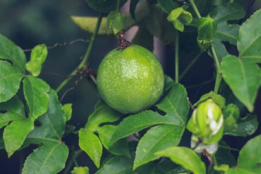 Passiflora edulis (Passiflora edulis)