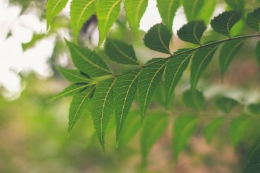 Neem, 124den ayrılır; Azadirachta indica