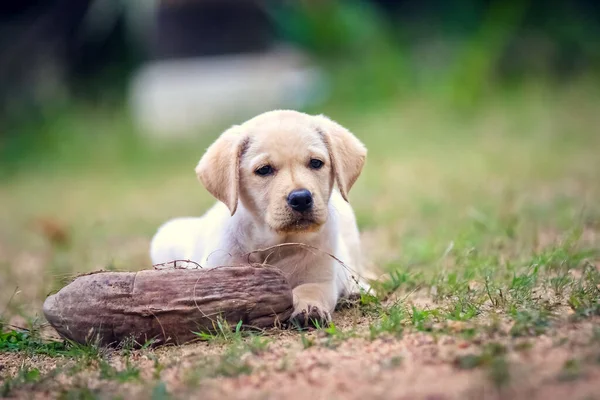 Cãozinho Labrador Grama — Fotografia de Stock