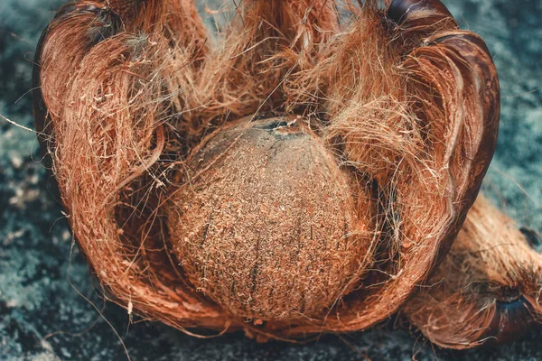 Coconut Shell with Exocarp | the edible fruit of the coconut palm (Cocos nucifera), a tree of the palm family. Coconut flesh is high in fat and can be dried or eaten fresh