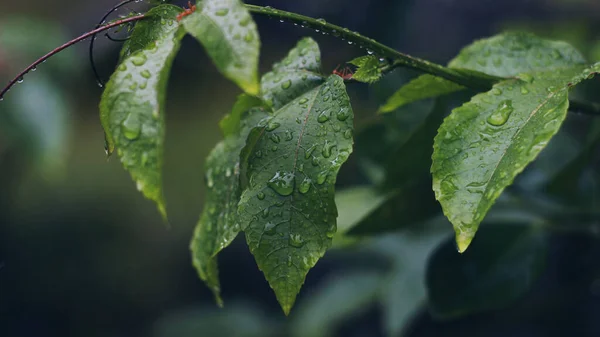 Water Drops Leaves Rainy Day Passion Fruit Leaves — Stock Photo, Image