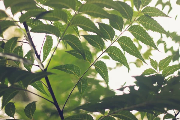 Hojas Neem Jalá Azadirachta Indica —  Fotos de Stock