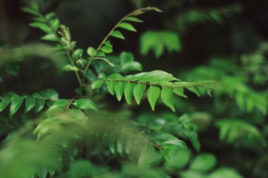 Curry Leaves Tree (Murraya koenigii veya Bergera koenigii), Rutaceae familyasından tropikal bir ağaçtır. Bitkiye bazen tatlı neem de denir..