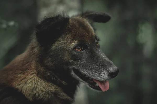 Svart Fluffig Hund Ansikte Ser Mörk Bakgrund — Stockfoto