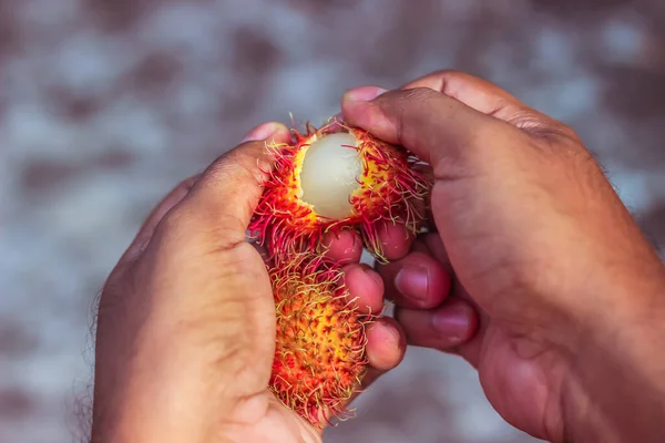 Rambutan Fruit Peeling by hand | Nephelium lappaceum | Sapindaceae | Sapindales