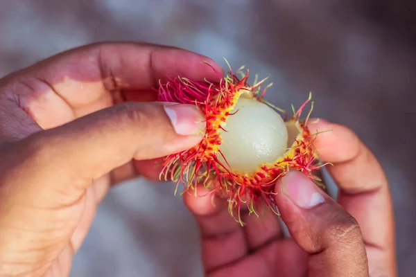 Rambutan Fruit Peeling by hand | Nephelium lappaceum | Sapindaceae | Sapindales