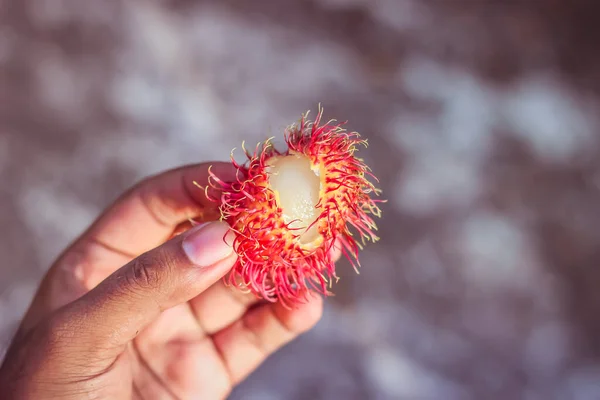 Rambutan Fruit Peeling by hand | Nephelium lappaceum | Sapindaceae | Sapindales