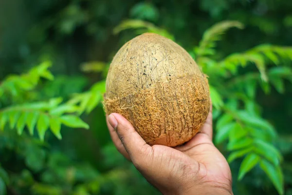 Half removed coconut shell with flesh inside holding in hand | the edible fruit of the coconut palm (Cocos nucifera), a tree of the palm family.