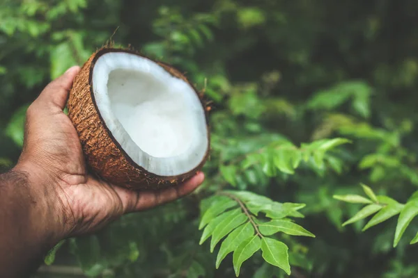 Half coconut with flesh holding in hand | the edible fruit of the coconut palm (Cocos nucifera), a tree of the palm family