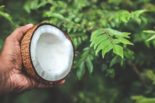Half coconut with flesh holding in hand | the edible fruit of the coconut palm (Cocos nucifera), a tree of the palm family