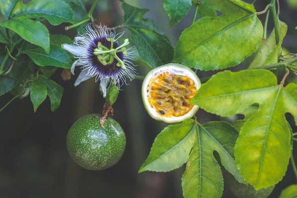 Fruta Pasión Medio Cortada Con Flor Jalá Passiflora Edulis — Foto de Stock