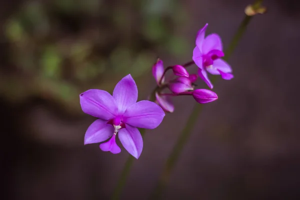 Spathoglottis Comunemente Noto Come Orchidee Viola Genere Circa Cinquanta Specie — Foto Stock